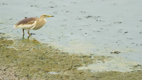 Estanque-Heron-Bebe-Agua-En-Manglares-En-Mumbai-Esperando-Presa