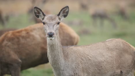 Red-deer-female-looking-into-camera-close-up-slow-motion