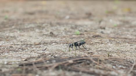 Great-black-wasp-digging-in-the-sand-Sphex-pensylvanicus