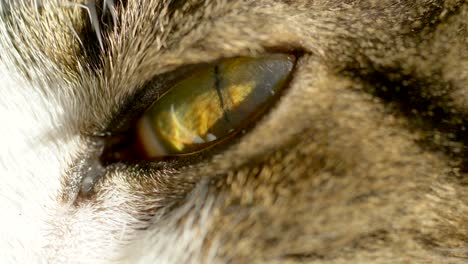 Macro-close-up-showing-details-of-lighting-cat-eye-with-iris,pupil-and-eyeball