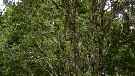 Pájaros-Carpinteros-De-Bellota-Blancos-Y-Negros-Vuelan-Entre-Las-Ramas-Cubiertas-De-Musgo-De-Los-árboles-De-La-Selva-Tropical