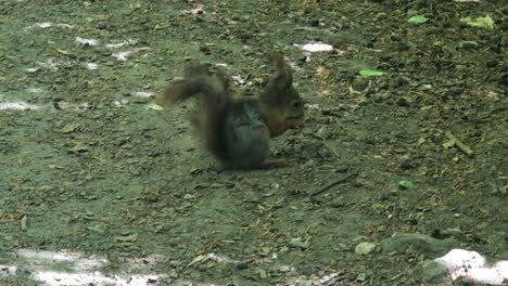 squirell-eating-a-nut-on-the-ground