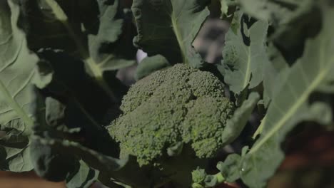 Farmer-shows-a-bundle-of-freshly-picked-head-of-broccoli