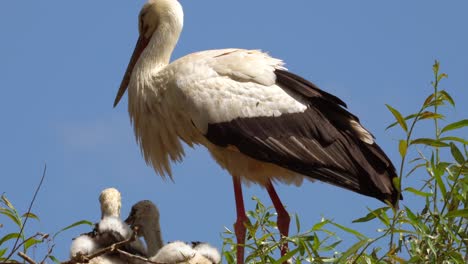 Adult-stork-watching-his-newborn-kids-in-wild-nest-on-summer-day
