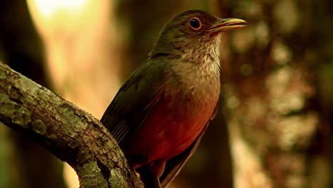 A-rufous-bellied-thrush-chirps-and-sings-will-perched-on-a-tree-limb-in-the-Brazilian-Savanna