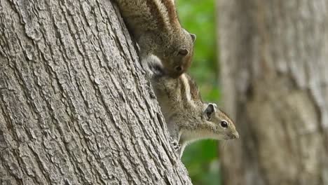 Gimbal-shot-of-chipmunks-grooming-on-tree-trunk