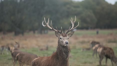 Proud-Red-deer-antler-stag-standing-in-field-autumn-slow-motion