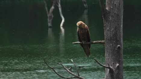 Bird-of-prey-perched-on-tree-branch-near-river