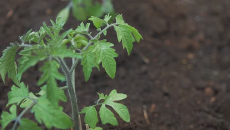 Healthy-tomato-plant-leaves-blowing-in-breeze