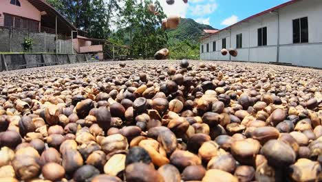Coffee-Beans-Drying-on-Ground-in-Boquete-town,-Panama---Static-Closeup