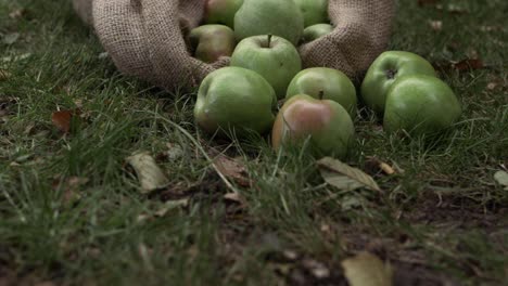 Sack-of-ripe-green-apples-in-a-sack-zoom-in-medium-zoom-in-shot