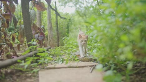 Tabby-marmalade-cat-walking-down-overgrown-garden-path-towards-camera-slow-motion