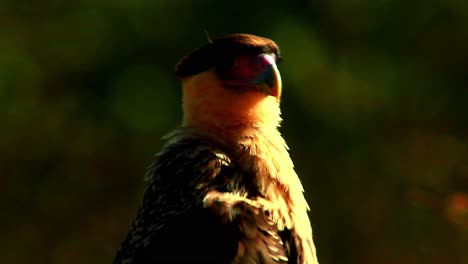 A-northern-crested-caracara-perched-and-alert-in-the-golden-sunshine---close-up-isolated-view