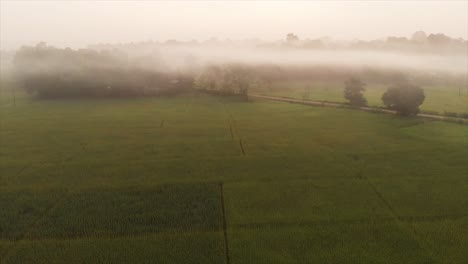 Aufschlussreiche-Aufnahme-Von-Reisfeldern-Voller-Morgennebel