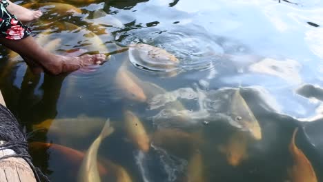 fish-farming-in-artificial-ponds