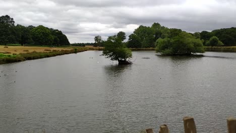 One-of-the-ponds-at-the-centre-of-Richmond-park-on-a-cloudy-day