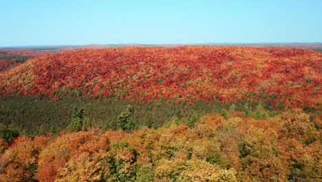 Aerial-tracking-shot-of-forest-wilderness-in-the-fall-with-bright-colored-changing-leaves-on-a-sunny-day-against-a-blue-sky