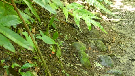 Grüner-Kleiner-Vogel-Mit-Schwarzem-Kopf,-Der-Durch-Den-Waldboden-Läuft