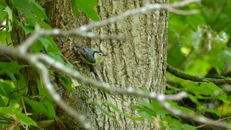 White-breasted-nuthatch-circling-around-a-large-tree-trunk