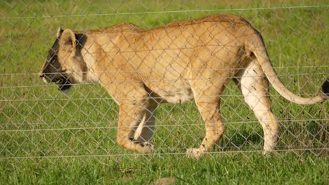 Lioness-pacing-up-and-down-the-fence-of-her-enclosure,-tracking-shot