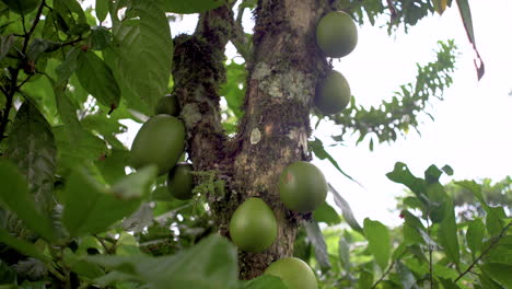 Tilt-up-shot-of-round-calabash-fruits-in-green-color-hanging-on-the-tree