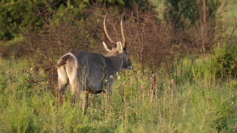 Antelope-Macho-Mueve-La-Cola-De-Un-Lado-A-Otro-Caminando-Solo-En-Pastizales