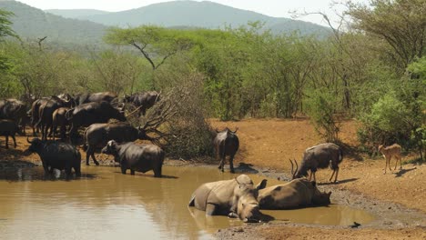 Treffen-Von-Safaritieren,-Nashörnern,-Nyalas-Und-Büffeln-An-Der-Wasserstelle