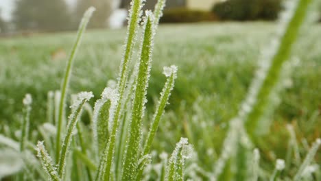 closeup-of-frost-on-the-lawn