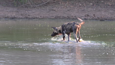 African-wild-dog-moves-around-in-shallow-water,-searches-for-something