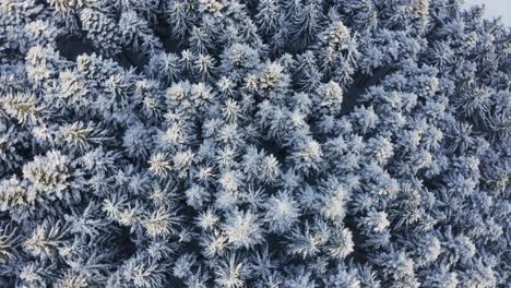 Spinning-top-down-aerial-drone-view-of-white-snow-covered-pine-forest