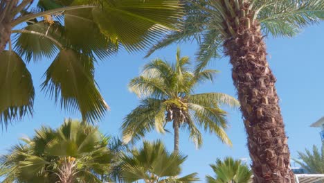Still-shot-of-coconut-palms-in-the-Caribbean-blue-sky,-several-trees