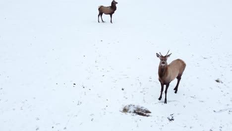 buck-elk-with-small-antlers-in-the-winter-aerial