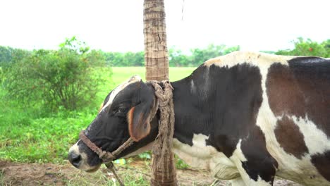 Indische-Kuh
