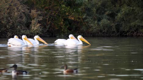 Pelicans-smoothly-float-across-the-water-feeding-in-slow-motion