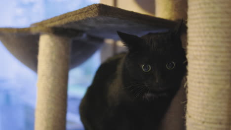 Bewegende-Nahaufnahme-Einer-Schwarzen-Katze,-Die-In-Einem-Kratzbaum-Im-Innenbereich-Liegt