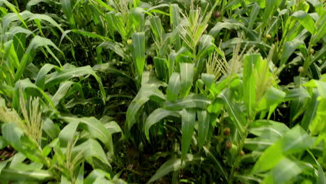 Green-Maize-Corn-Field-Plantation-In-Summer-Agricultural-Season