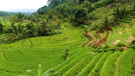 Idyllische-Landschaft-Javanischer-Reisterrassen-In-Selogriyo,-Indonesien,-Luftaufnahme