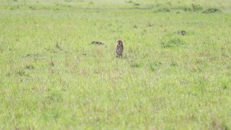 Cheetah-female-finishing-a-hunting-run-at-eastern-Kenya-savannah,-Left-pan-tracking-shot