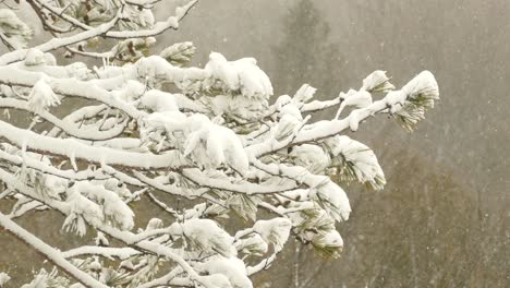 The-branch-of-a-pine-tree-covered-in-a-fresh-thin-layer-of-snow-as-snow-falls-all-around