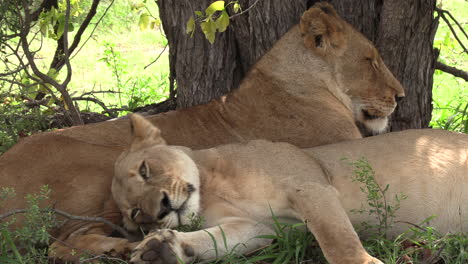 Two-lionesses-snuggle-together-under-a-tree-on-a-hot-day-in-Africa