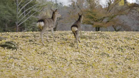 Two-Japanese-Sika-Deer-in-slow-motion-in-Autumn-Scene