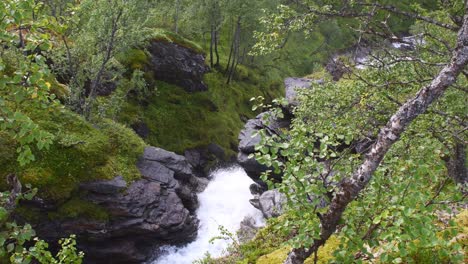 Magical-green-trees-and-soils-with-white-water-stream-middle-of-nowhere