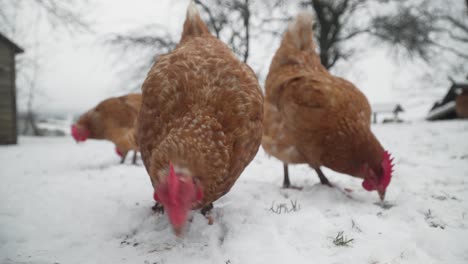 Nahaufnahme-Von-Freilaufenden-Hühnern,-Die-An-Einem-Kalten-Wintertag-Im-Schnee-Nach-Nahrung-Suchen