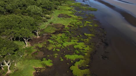 Forward-drone-shot-of-sandy-green-swamps-by-coast-of-Rio-de-la-Plata