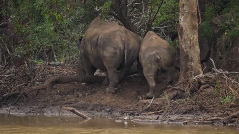 Mother-Rhino-with-ankle-monitor-and-her-large-calf-walk-by-muddy-pond