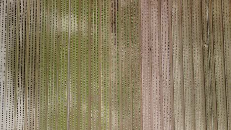 Birds-Eye-View-of-a-Lettuce-Field-with-Red-and-Green-Plants,-Aerial-Footage