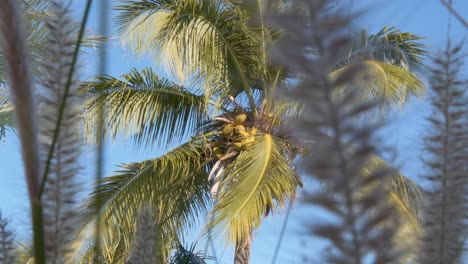 Coconut-palm-tree-shaked-by-wind