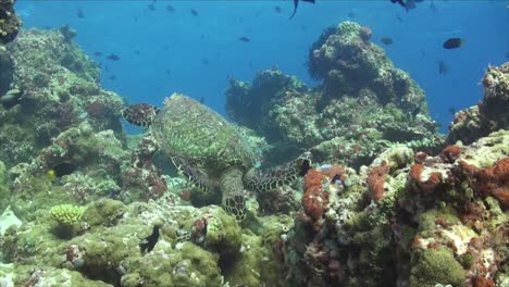 Karettschildkröte-Schwimmt-über-Korallenriff-Auf-Den-Malediven,-Weitwinkelaufnahme