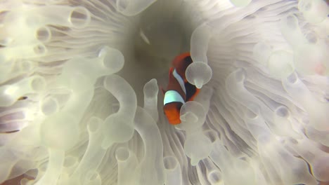 Clown-fish-swimming-white-anemone-which-lost-it's-color-due-coral-bleaching