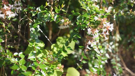 Slow-motion-shot-of-Hummingbird-Hawk-moth-feeding-on-white-flowers